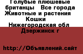 Голубые плюшевые британцы - Все города Животные и растения » Кошки   . Нижегородская обл.,Дзержинск г.